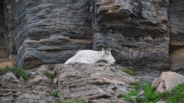 Mountain Goat Wiggles Ears Ward Bugs — Stock Video