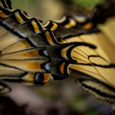 Kelebek Kanatlarının Doğal Pikselleri