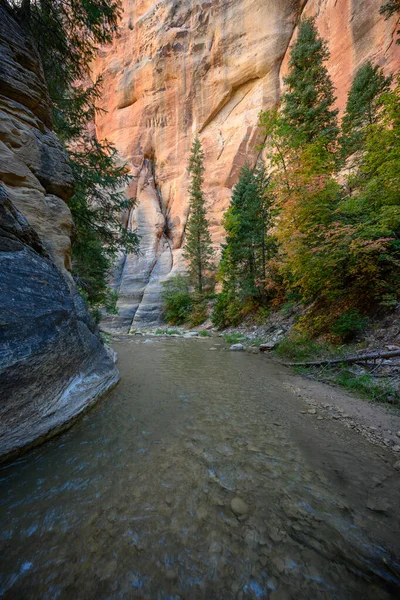 Pine Trees Grow Tall Wide Section Narrows Canyon — Stock Photo, Image