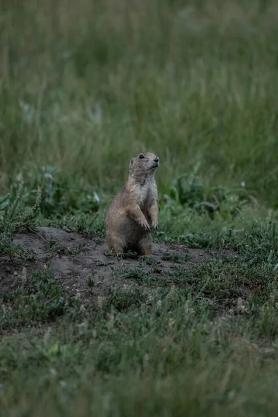 Prairie Dog Stands Alert Nest Entrance Field — Stock Photo, Image