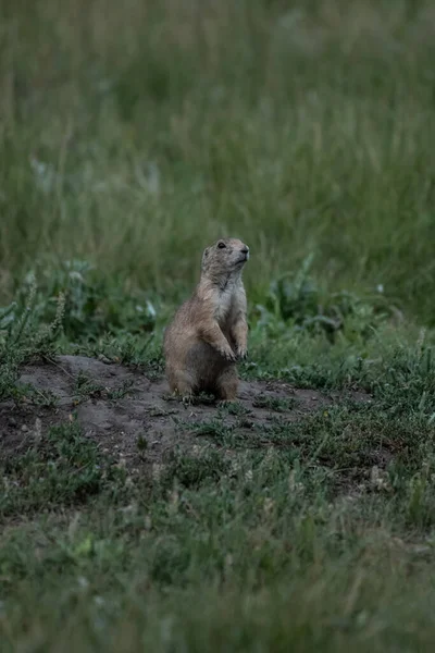 Chien Prairie Arrête Entrée Nid Sur Terrain — Photo