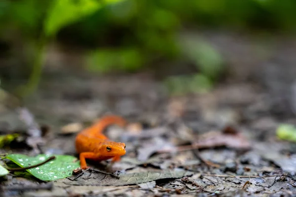 Red Spotted Newt Arrête Sur Sentier Boueux — Photo