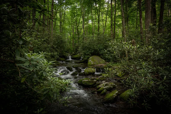 Rhododendron Gedränge Gebirgsbach Hochsommer — Stockfoto