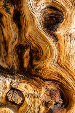Bristlecone Çam Ağacında Girdap Dokuları Yakından