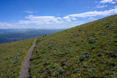 Trail cuts through summer meadow with scattered wildflowers in Yellowstone National Park clipart