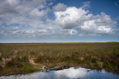 Timsah Everglades Ulusal Parkı 'nın Geniş Otlağındaki Havuz Kıyısında Oturuyor
