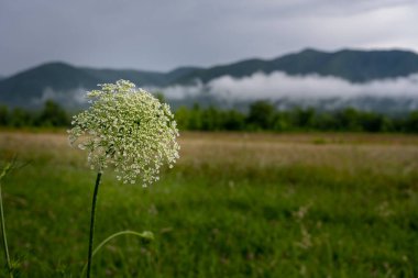 Blooming Flower in Cades Cove with low lying clouds in the background clipart