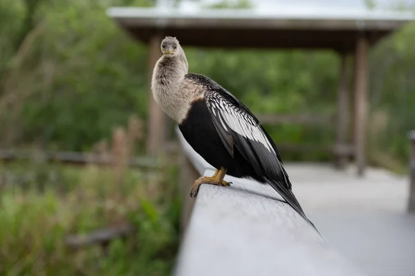 Anahinga Bird Turns Face Toward Camera on Anahinga Trail in Everglades National Park