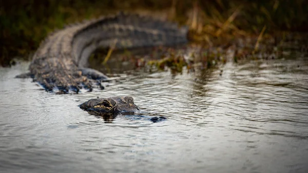 Alligator Tartja Szemét Sötét Víz Felett Ahogy Belép Everglades Nemzeti — Stock Fotó