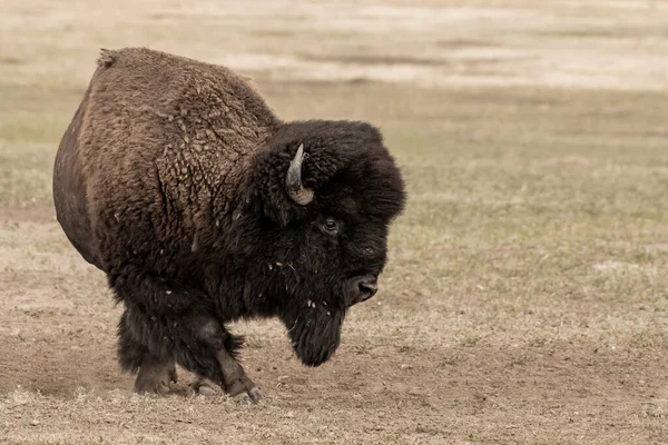 Bison Changes Direction While Walking Field Badlands National Park — Stock Photo, Image