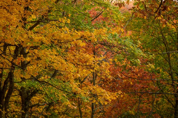 Sarı Yapraklar Sonbahar Ormanında Yeşil Turuncu Arkasında — Stok fotoğraf