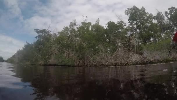 Paddling Mangrove Trees Rio Everglades — Vídeo de Stock