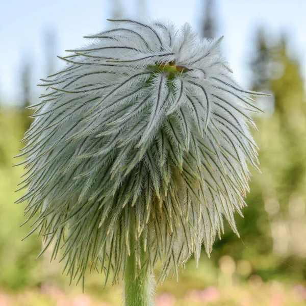 Close Fuzzy Green Wildflower Growing Alpine Meadows Mount Rainier National — Stock Photo, Image