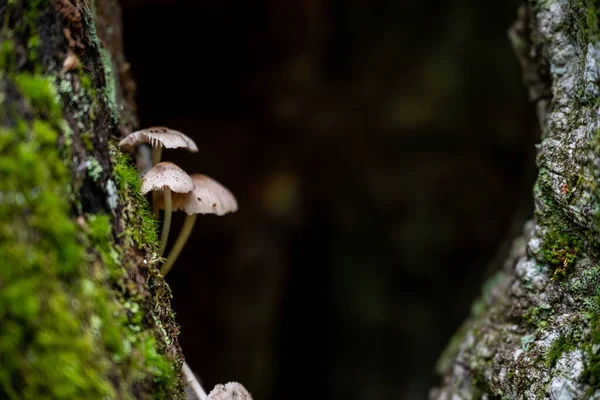 Houbová Stráž Vstup Stromové Jámy Kouřovém Lese — Stock fotografie