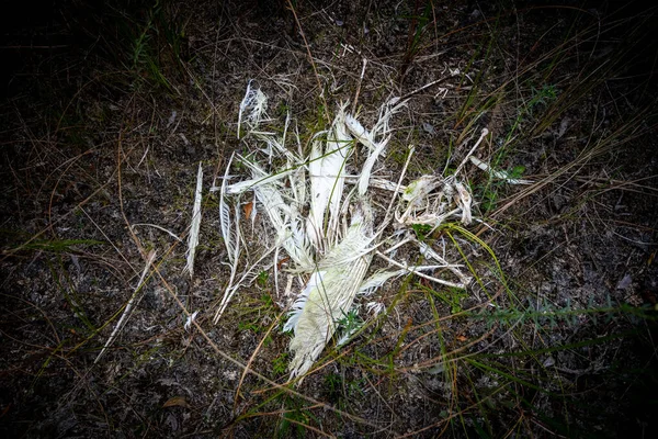 草の中の死んだ鳥の記憶 — ストック写真