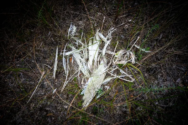 Reminas Pájaro Muerto Hierba — Foto de Stock