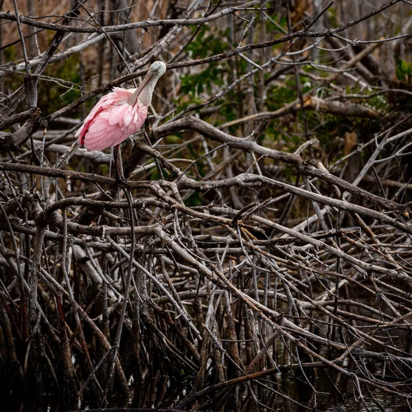 Roseate Spoonbill Grooms Nudo Ramas Árboles Parque Nacional Everglades — Foto de Stock