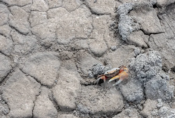 Petit Crabe Sur Sentier Saleté Fissurée Sèche Dans Nature Sauvage — Photo