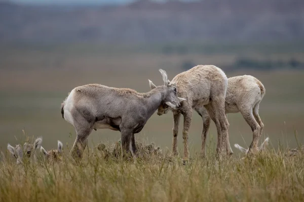 Två Big Horn Får Barn Spela Kämpa Fältet Badlands Nationalpark — Stockfoto