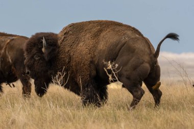 Bison Yürürken Araziye Sıçtı