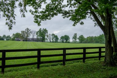 Kara Çit ve Ağaç Bekçileri Kentucky kırsalında bir otlağın kenarında