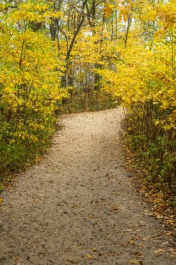 Sarı Yapraklar Hattında Sandy Sahile giden yol Indiana Dunes 'da