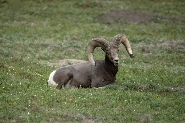 Big Horn Sheep Chews Grass While Laying Field Badlands National — Stock Photo, Image