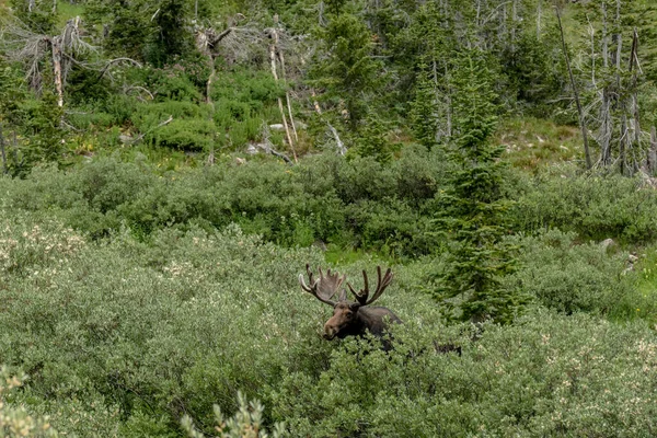 Bull Moose Przecina Willow Bushes Cascade Kanion Grand Teton National — Zdjęcie stockowe