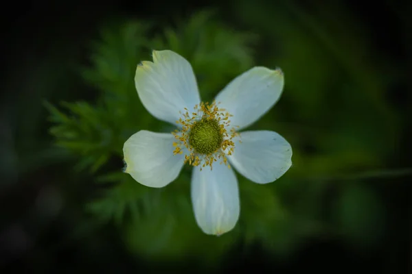 Κεντραρισμένη Mariposa Lily Blossom Από Ψηλά — Φωτογραφία Αρχείου