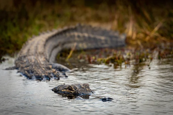 Close Van Alligator Invoeren Van Water Everglades National Park — Stockfoto