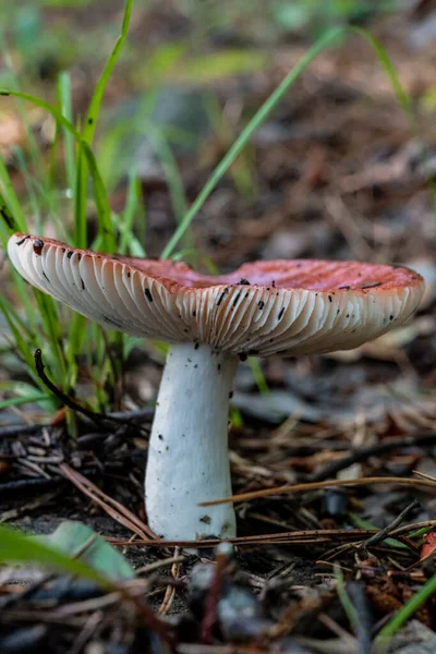 Close Mushroom Gills Great Smoky Mountains National Park — Stock Photo, Image