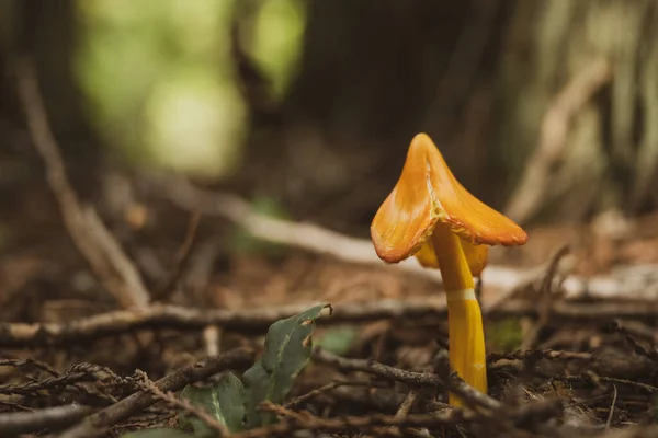 Champiñón Naranja Caído Suelo Del Bosque Parque Nacional Glaciar — Foto de Stock