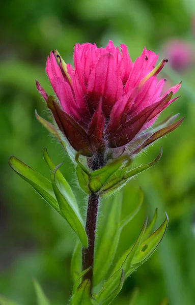 Bordi Sfocati Paintbrush Bloom Nei Prati Alpini Del Parco Nazionale — Foto Stock