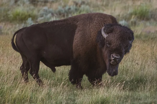 Grumpy Bison Gives Stink Eye Turns Camera Yellowstone National Park — стоковое фото