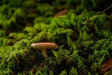 Büyük Dumanlı Dağlar Ulusal Parkı 'ndaki Yosunlu Ormanda Kısa Kırmızı Mantar