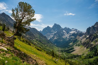 Grand Teton Ulusal Parkı 'ndaki Şelale Kanyonundaki Dağ Yamacına Tek Ağaç Yaprakları