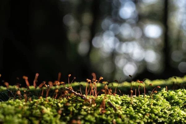 Small Buds Grow Mossy Carpet Bokeh Copy Space — Foto de Stock