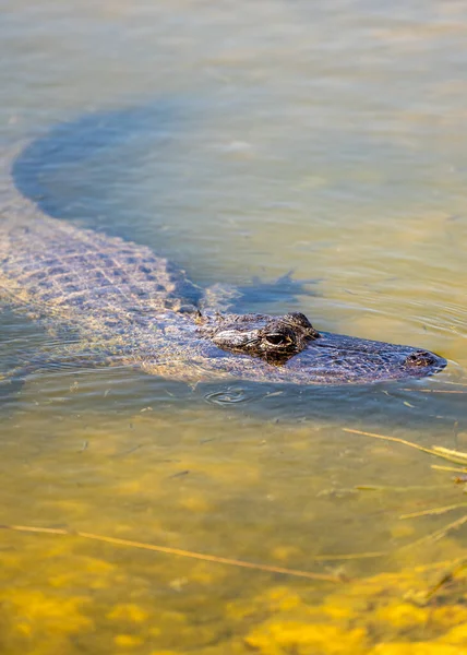 Kleine Vissen Zwemmen Rond Alligator Geel Water — Stockfoto