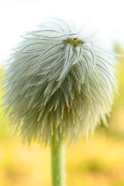 兰尼埃山国家公园中的西部草木野花 — 图库照片