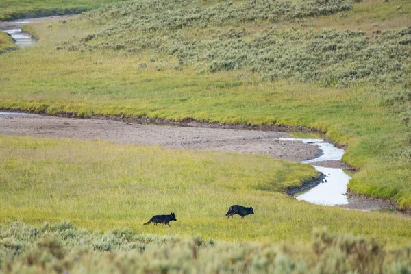 Two Black Wolves Head Creek Crossing Yellowstone —  Fotos de Stock