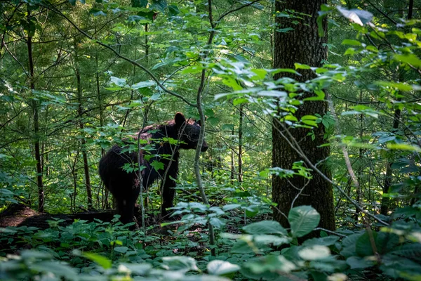 Wet Bear Looks Bad Thick Woods Hiking Trail Out Cades —  Fotos de Stock