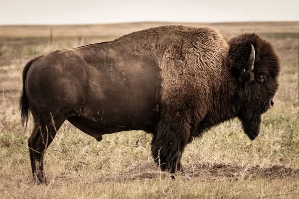 Bison Taking Break Scratching Badlands National Park — стоковое фото