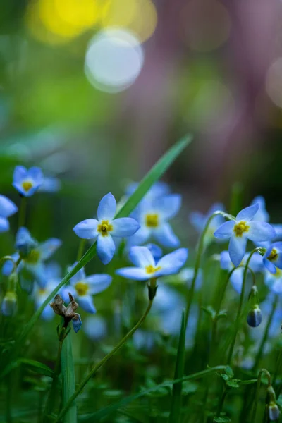 Bluet Flowers Blühen Great Smoky Mountains National Park — Stockfoto