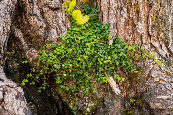 Яскраво Зелений Плющ Покриває Дерев Яний Стовбур Лісі — стокове фото