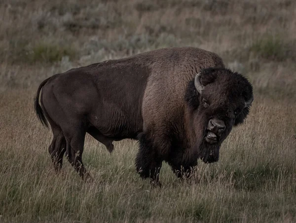 Close Snarling Male Bison Lamar Valley Yellowtone — Fotografia de Stock