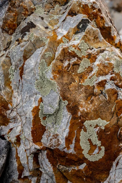 Detalle Lichen Marrón Sobre Roca Las Montañas Gran Cuenca —  Fotos de Stock