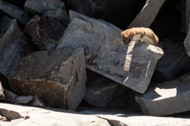 Ermine saldırmaya hazırlanıyor.