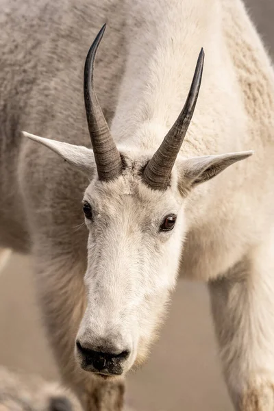 Gezicht Van Mountain Goat Kantelt Naar Kant Gletsjer Nationaal Park — Stockfoto