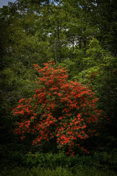 Flame Azalea Gregory Bald —  Fotos de Stock