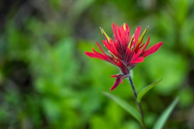 Yeşil Arkaplanda Büyük Boya Fırçası Çiçeği
